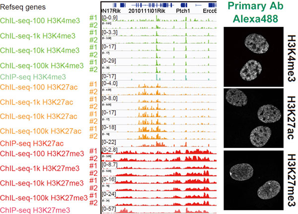 Figure 2. Chromatin Integration labeling sequencing