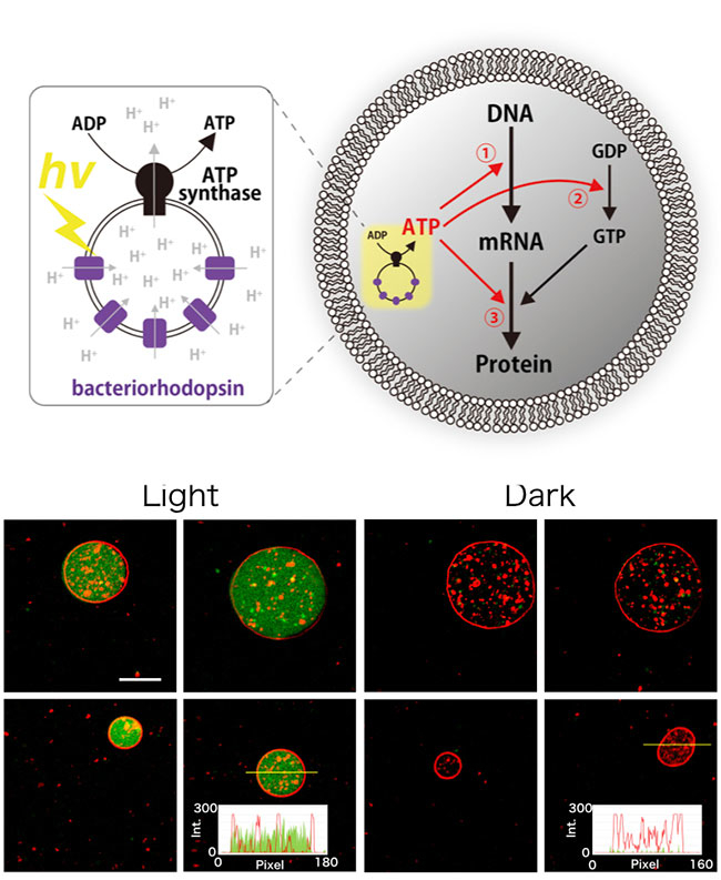 (up) Schematics of the artificial photosynthetic cell encapsulating artificial organelle consists of ATP synthase and bacteriorhodopsin. The artificial organelle synthesizes ATP by light illumination. The photosynthesized ATP was consumed for transcription, GTP synthesis, or translation. (below) Microscopy image of artificial cell photosynthesizing GFP by light. Bar: 10 µm. The membrane of the artificial cell labeled by fluorescent lipid (red). The histogram of fluorescent intensity of the selected artificial cell are shown as inset graph. Credit: Kuruma et al., Nature Communications, 2019