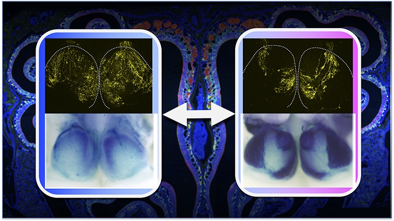 Gene regulation behind the choice of the correct receptor for olfaction