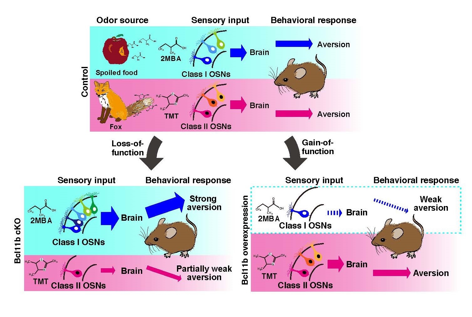 Figure 2. Schematic representation of the class-speciﬁc expression of Bcl11b