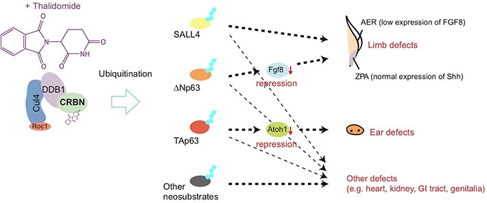 The newly proposed model of how thalidomide affects limb and ear development