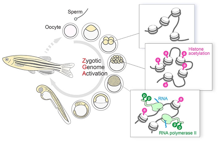 Histone H3K27 acetylation precedes active transcription during zygotic genome activation (ZGA).