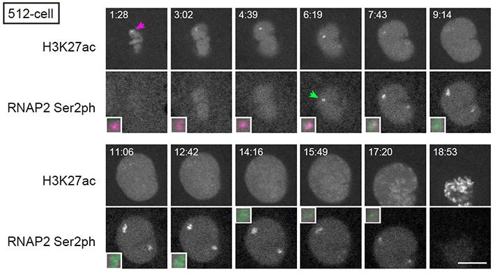 Histone H3K27 acetylation and transcription on the miR-430 gene cluster.