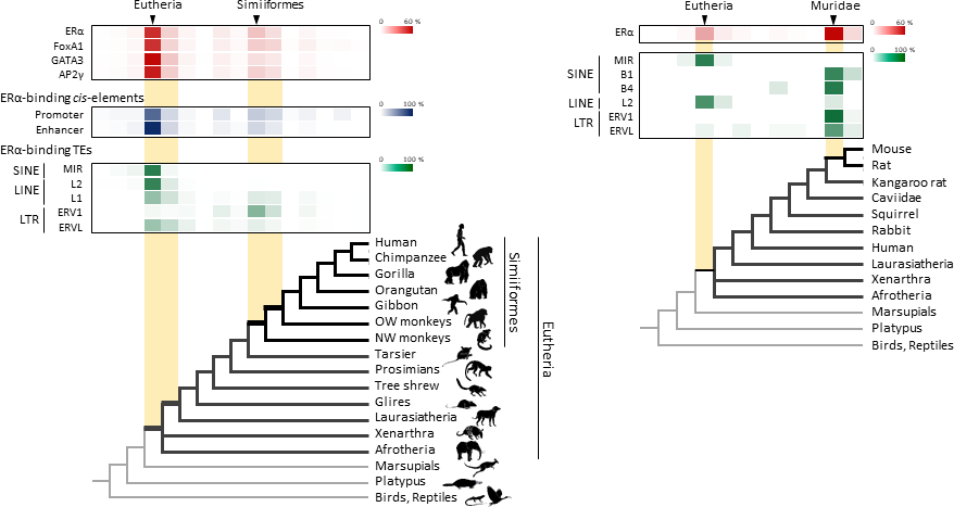 Transposable element-derived binding sites were acquired during distinct phases in mammalian evolution.