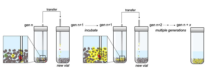 The researchers subjected their chemical soups to a form of selection by taking a small amount of material from one vial and placing it in a new vial with fresh pyrite and chemicals. After multiple generations, they found evidence of chemical networks, represented in yellow, spreading quick enough to avoid dilution. Credit: David Baum Lab