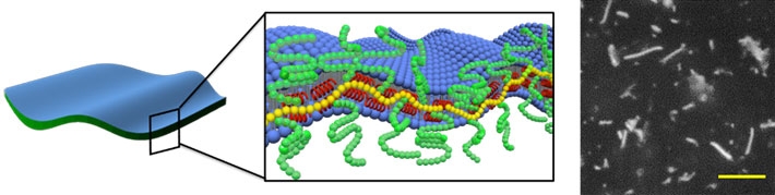 Figure 2. Model of the 3D vesicles