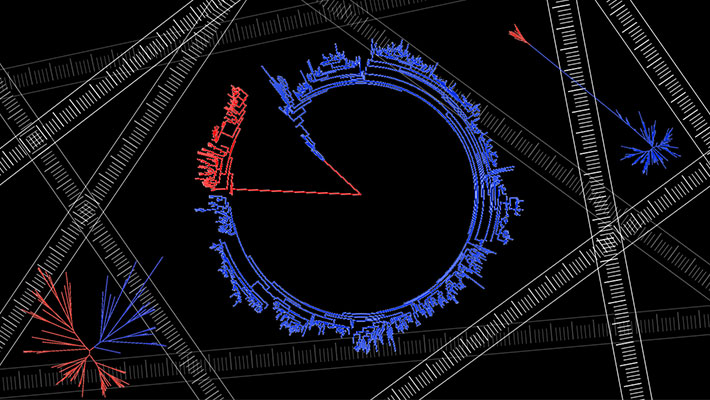 Figure. 1 Phylogenetic tree diagrams form the basis of understanding microbial evolution. Long branches between the two domains in some trees may reflect a period of very rapid evolution, billions of years ago.