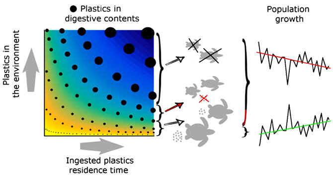 Figure. Effect of plastic waste on sea turtles