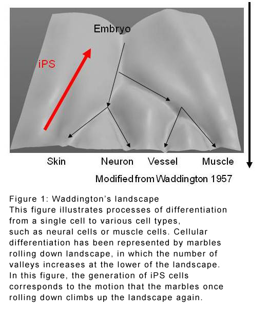 Waddington's landscape