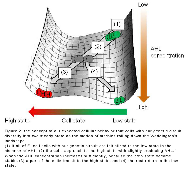 the concept of our expected cellular behavior that cells with our genetic circuit diversify into two steady state as the motion of marbles rolling down the Waddington's landscape