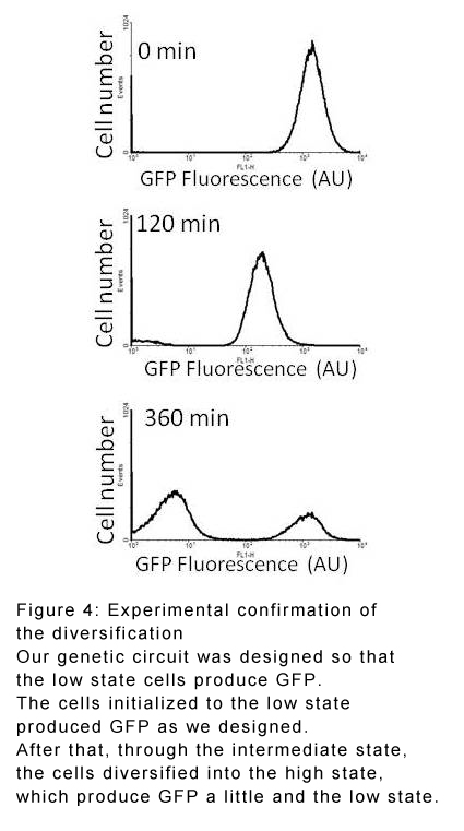 Experimental confirmation of the diversification