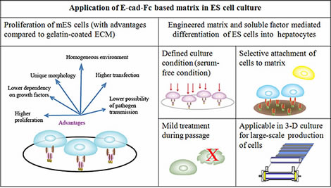 Applications of the recombinant E-cad-Fc matrix which promotes embryonic stem cells to proliferate and differentiate into liver cells.