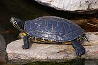 Figure 1 : Reptiles such as the red-eared slider turtle and the green anole have heart structures representing an intermediate evolutionary stage between mammals and amphibians.