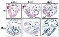 Figure 2: Heart structures of green anole lizard, red-eared slider turtle and chick (top row) and Tbx5 gene expression in each species (bottom row). The anole has only one ventricle, the chick has two ventricles divided by a clear inter-ventricular septum (marked 'ivs'), and the turtle has two ventricles divide by a rather indistinct septum (marked 'ivs?'). In the anole Tbx5 was expressed throughout the entire ventricle, while the chick showed Tbx5 expression clearly restricted to the left ventricle. The turtle shows an intermediate pattern, with Tbx5 expression slightly greater on the left side, producing a gradient from left to right.