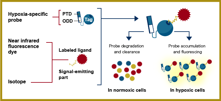Mechanism of hypoxic cell-specific imaging probes