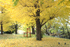 Tranquil autumn colours in Midorigaoka area
