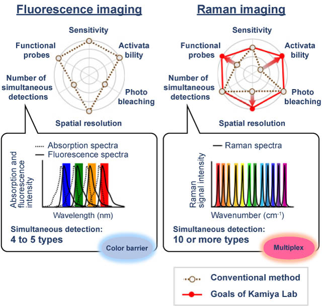 Compared to fluorescence imaging, Raman imaging has the advantage of being able to detect more types of molecules simultaneously.