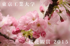 桜花観賞 2015