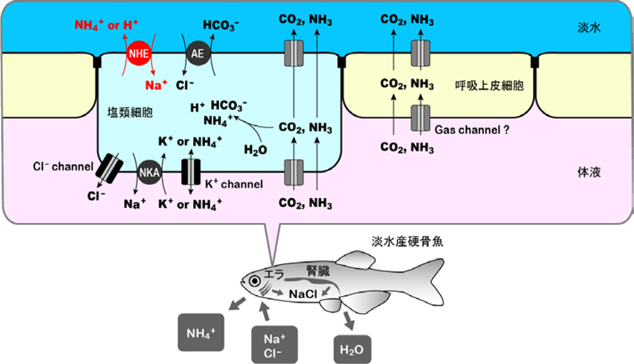 図　NH4+、CO2排出が淡水産硬骨魚のNa+、Cl- 吸収に変換される仕組み。