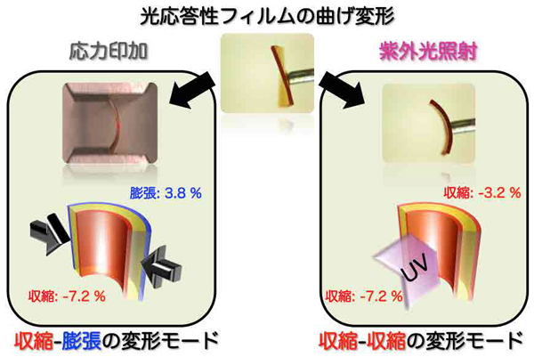 フィルムの曲げ変形に伴う表面の膨張と収縮