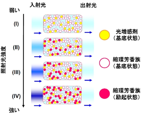 光の照射強度の増加とともに縮環芳香族の励起状態が材料中に蓄積されていく様子のイメージ