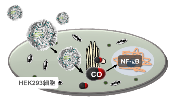 CO放出フェリチン複合体のHEK細胞への導入及びCO放出、NF-kBへの作用のイメージ図。