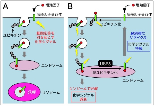 ユビキチン化と脱ユビキチン化による増殖因子受容体の分解調節機構
