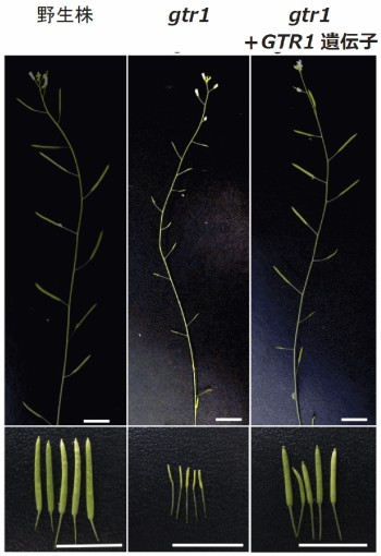 野生株（左）と比較してgtr1（中）は稔性が低下しているため、莢（さや）は短く少数の種しか得られない。gtr1に人為的にGTR1遺伝子を導入した植物（右）では稔性が回復した。