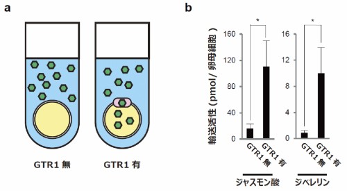 アフリカツメガエル卵母細胞を用いてGTR1輸送体が植物ホルモンを輸送するかを調べた。（a）輸送活性を調べるための実験の模式図。GTR1が存在する卵母細胞では、植物ホルモンが卵母細胞内に取り込まれる。GTR1が存在しない場合には植物ホルモンは細胞内に取り込まれない。（b）GTR1によるジャスモン酸とジベレリンの輸送活性。卵母細胞あたりどれだけの植物ホルモンが取り込まれているかを調べた。