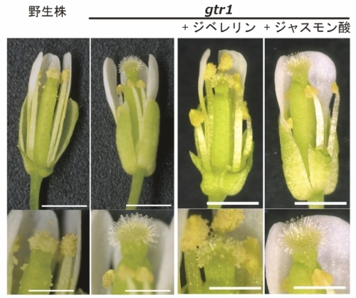 野生株（左）とgtr1（左から2番目）の花芽の拡大写真。野生株では雄しべの伸長と葯（やく）の裂開が起こることによって正常な受粉が行われるが、gtr1では雄しべが十分に伸びず、裂開も起こらないため、受粉が起こりにくく、少数の種しかつけることができない。gtr1にジベレリンを与えると稔性が回復するが（右から2番目）、ジャスモン酸を与えても稔性の回復は見られない（右）。