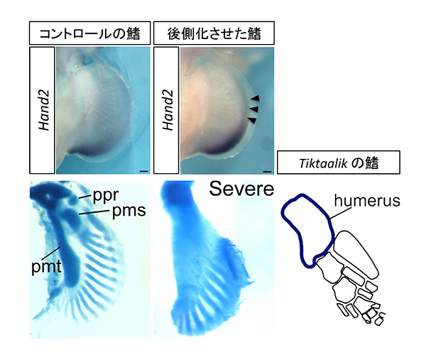 サメの鰭を人為的に後側化させた実験の結果。コントロールの鰭（左）では、Hand2遺伝子は後側の限局された場所に発現しており、付け根には3つの骨（ppr, pmr, pmt）がある。一方、人為的に後側化させたサメの鰭（右）では、Hand2遺伝子の発現が前側に広がっている（矢尻）。後側化させた鰭の中でも最もシビアな表現型を示した骨格をみると、付け根の骨は1本になり、先端の骨の数も減少している。興味深いことに、魚類と四肢動物の中間的な形態的特徴をもつとされる絶滅した肉鰭類のTiktaalikでも、付け根の骨（humerus）は1本になっていた。