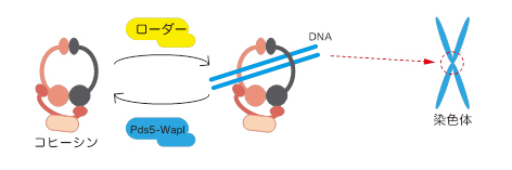 コヒーシンのDNA結合・解離反応のモデル