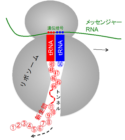 合成途上のタンパク質（赤）はtRNAに繋がれて、一部（アミノ酸約40個分）はリボソームのトンネルに収容されている。番号はアミノ酸を示す。図は、49番目まで合成が進んだ状態を示す。次におこることは、49番の次に50番を繋げる反応である。次いで、リボソーム1遺伝暗号の分、矢印の方向に進行する。通常、数百個のアミノ酸が一つの完成タンパク質を作ることが多い。