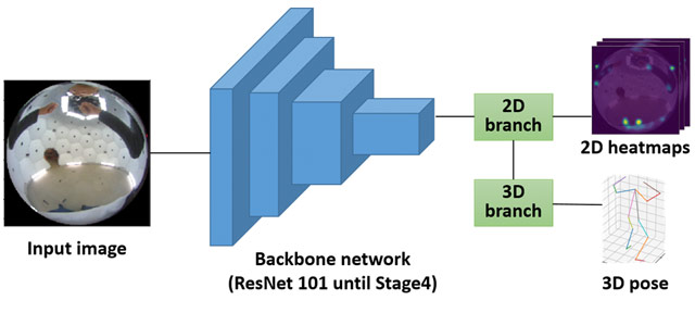 図2. 3次元姿勢推定用BodyPoseNetのアーキテクチャ