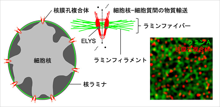 図1. クライオ電子線トモグラフィー法と3次元構造化照明顕微鏡法によって解像した核膜孔複合体とラミンの模式図