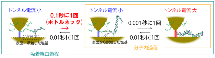 図2. DNAの分子スケールの動きと反応の速度