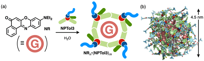 （a）NPTol3による疎水性色素NRの内包と（b）NR15•(NPTol3)40のモデル構造