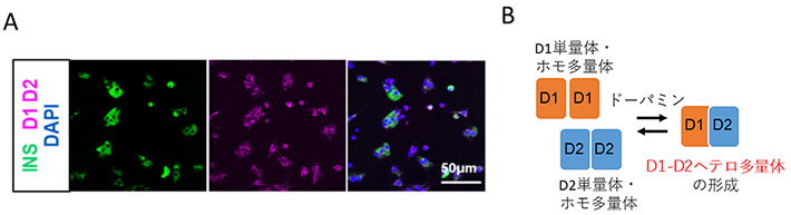 図3 Duolink近接ライゲーションアッセイを用いた、β細胞おけるD1受容体とD2受容体の相互作用（D1-D2ヘテロ多様体の形成）の観察 A. D1抗体とD2抗体を用いたPLAシグナル（赤）が観察されたことから、マウス生体から取り出したインスリン陽性のβ細胞（緑）において、D1受容体とD2受容体がD1-D2ヘテロ多量体を形成していることが分かった。 B. D1受容体、D2受容体は単量体またはホモ多量体からD1-D2ヘテロ多量体を形成する。このヘテロ多量体の形成は、ドーパミン存在下で促進される。