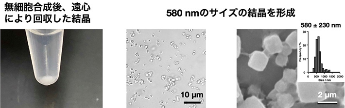 図2. 無細胞タンパク質合成系により結晶化した多角体結晶