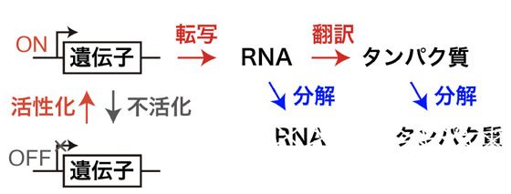 図1 動的な遺伝子発現状態の変化 