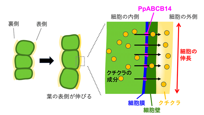 図5 PpABCB14タンパク質を介したクチクラ形成による細胞の形を変える仕組み 