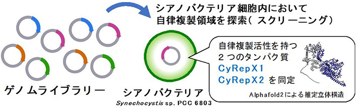 図2 シアノバクテリアSynechocystis sp. PCC 6803の自律複製領域の探索 