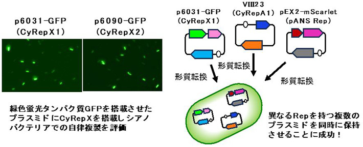 図3 異種シアノバクテリア（PCC 7942）を用いたCyRepXの有用性評価 