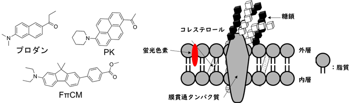 図2 プロダン、PK、FπCM（本色素）の分子構造と生体膜のモデル図 