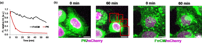 図3. （a）生細胞中の色素の蛍光強度の経時変化。60分後の蛍光強度はそれぞれ初期強度の60%（FπCM）と<10%（PK）になった。（b）ソルバトクロミック色素（FπCM or PK）と蛍光タンパク質（mCherry）の同時観察による細胞膜形態変化の比較。 赤枠で示した部分が細胞死で観察される形態変化を表す。