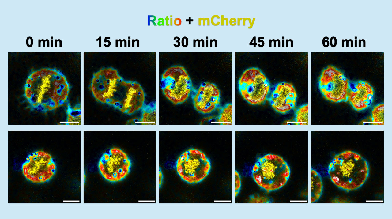 生命現象中の細胞膜の脂質秩序を連続観察できる蛍光色素の開発