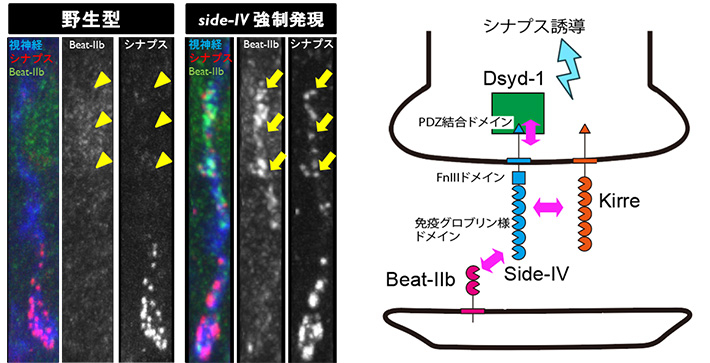 図2 新規「鍵-鍵穴分子」のSide-IVとBeat-IIbは、分岐型シグナル伝達を行う。 野生型の視神経は、シナプスを神経末端にのみ形成し、上部には形成されない（黄色矢頭）。side-IVを強制発現させるとリガンドであるBeat-IIbが集積し、その近傍にシナプスを形成する（黄色矢印）。Side-IVは細胞外のドメインを介して、Beat-IIbおよびKirreと、細胞内のドメインを介してDsyd-1と相互作用することで、シグナル伝達を行う。