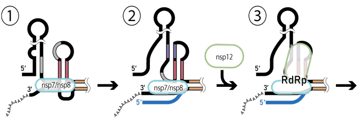 図1 ベータコロナウイルスRNAの転写開始モデルの模式図 ベータコロナウイルス属のゲノム複製（RNAの転写）の模式図。ウイルスゲノムの転写開始に必須である3′側非翻訳領域の3′PK領域の2次構造を図示し、色分けした部分は塩基対を形成する配列の位置を示す。nsp7/nsp8はRNA依存RNAポリメラーゼ（RdRp）のコファクター。nsp12はRdRpの本体。①〜③の転写開始の仕組みについては本文を参照。