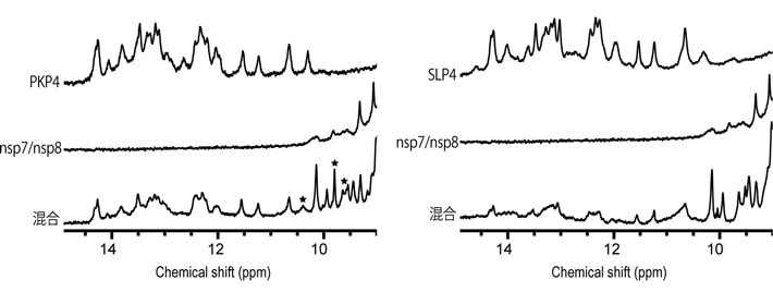 図2 SARS-CoV-2の3′PK領域の部分構造とRdRpコファクターの複合体形成 SARS-CoV-2の3′PK領域とRdRpのコファクターが結合すると、それぞれの構造に変化が起こる。この構造変化により、NMRスペクトルでシグナルが元の位置とは異なる位置に観測される。 左）上から、シュードノット構造をとるPKP4、コファクター（nsp7/nsp8）、およびPKP4とコファクター混合溶液のNMRスペクトル。★は、PKP4とコファクターの混合溶液でのみ観察されたコファクターのスペクトルのピークを示す。 右）上から、ステムループ構造をとるSLP4、コファクター（nsp7/nsp8）、SLP4とコファクターの混合溶液のNMRスペクトル。PKP4とSLP4では混合溶液のスペクトルにおけるコファクターのシグナルが異なったことから、コファクターの立体構造は、結合相手のRNAがシュードノット構造かステムループ構造かで異なることが示唆された。