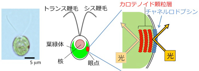 （左）クラミドモナス細胞と（中）その模式図。2本の鞭毛を平泳ぎのように動かして水中を泳ぐ。核を取り囲むようにして葉緑体がある。細胞の中に見える赤い点が眼点。眼点に近い側の鞭毛をシス鞭毛、遠い側をトランス鞭毛と呼ぶ。（右）眼点の模式図。赤いカロテノイド色素を含む顆粒層の直上の細胞膜に光受容タンパク質チャネルロドプシンがある。色素顆粒層が光を反射する性質をもつため、チャネルロドプシンは細胞の外から来た光にのみ反応する。